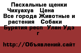 Пасхальные щенки Чихуахуа › Цена ­ 400 - Все города Животные и растения » Собаки   . Бурятия респ.,Улан-Удэ г.